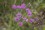 Tall ironweed